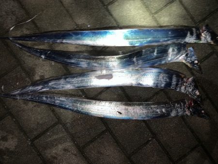 コスモもタチウオ　でも小さい