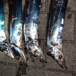 タチウオ　つ抜けだけどベルト