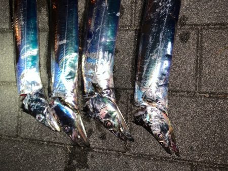 タチウオ　つ抜けだけどベルト