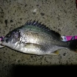 (2020/09/01 南港ヘチ釣り キビレチヌ 45cm~ 真チヌ 釣果有り)