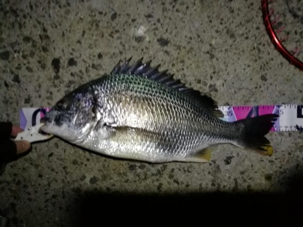 (2020/09/01 南港ヘチ釣り キビレチヌ 45cm~ 真チヌ 釣果有り)