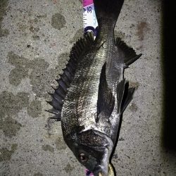 （2020/09/03 南港ヘチ釣り　 真チヌ 41㎝ キビレチヌ 37cm～釣果有り）