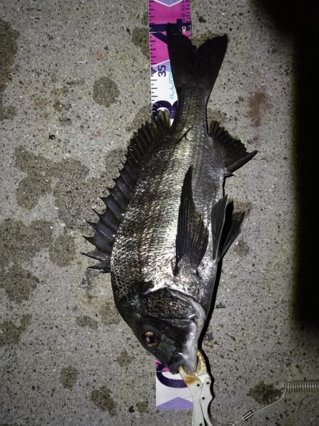 （2020/09/03 南港ヘチ釣り　 真…