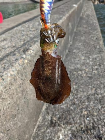 爆風の中新子調査