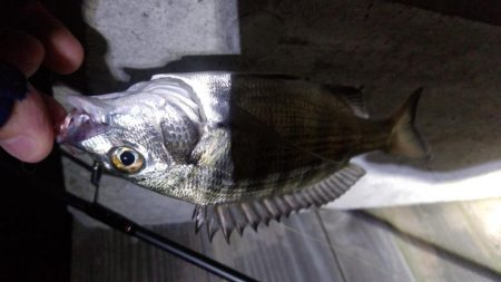 アシストフックを試してみた