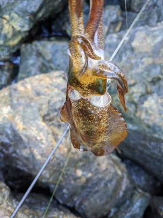 少し成長したかな