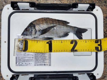 サナギでヒット　室尾西の波止