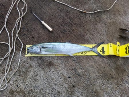 朝マズメ・サゴシ