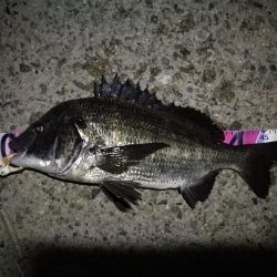 (2020/09/09 南港ヘチ釣り 真チヌ 49㎝ キビレチヌ 40cm~ ガシラ 釣果有り)