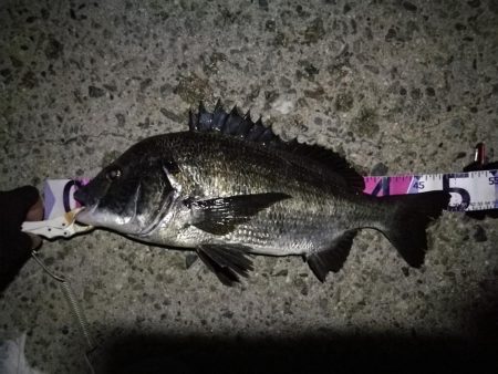 （2020/09/09 南港ヘチ釣り　 真…