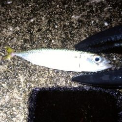 涼しくなったので