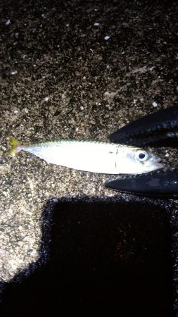 涼しくなったので