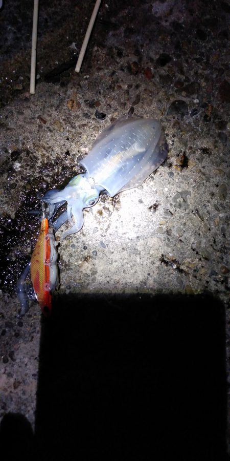 初めてのアオリイカ