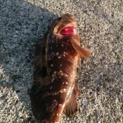 夕マズメの南港ショアジギング