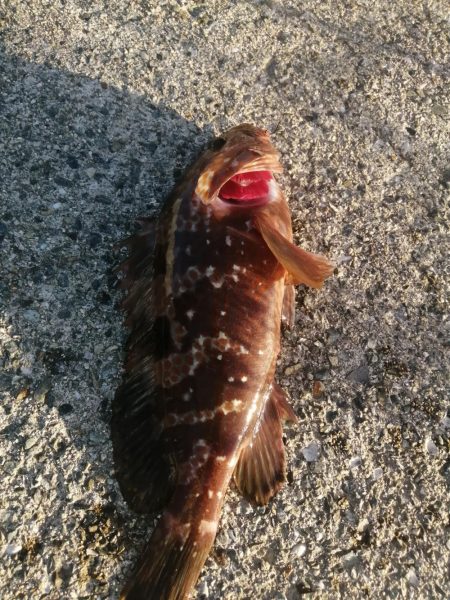 夕マズメの南港ショアジギング