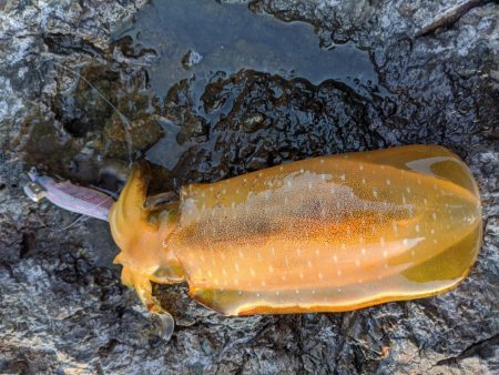 少しサイズアップ