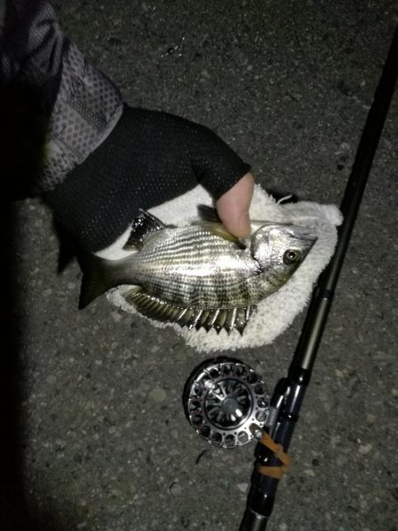 （2020/09/18 苦戦！南港ヘチ釣り…