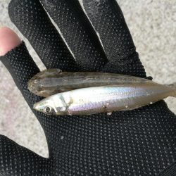 （2020/09/19 泉南ちょい投げ釣り　 キス、ハゼ、ベラ、ワタリガニ 釣果有り）