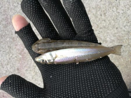 （2020/09/19 泉南ちょい投げ釣り…