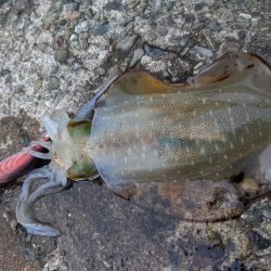 サイズアップならず