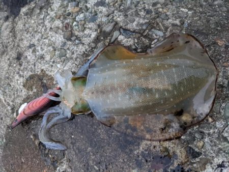 サイズアップならず