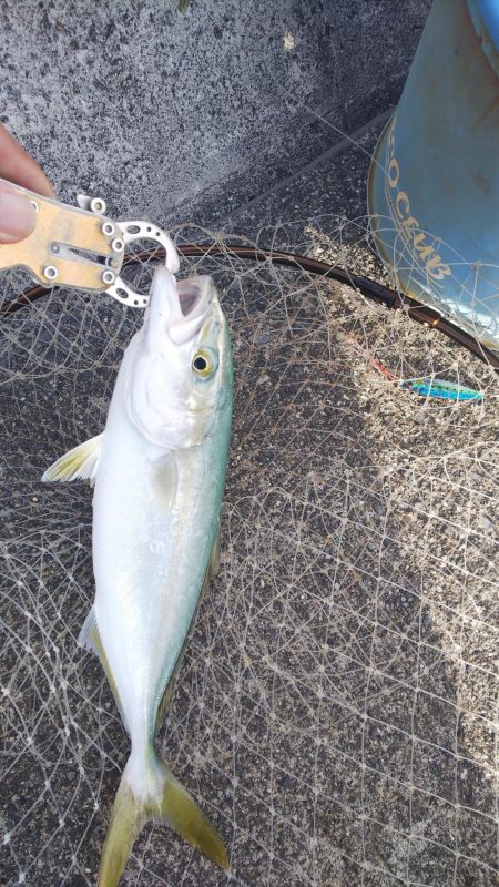 ライトタックルでナブラ撃ち