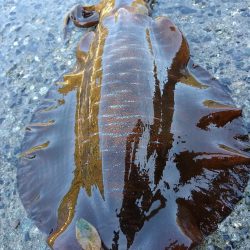 まだいた親イカ