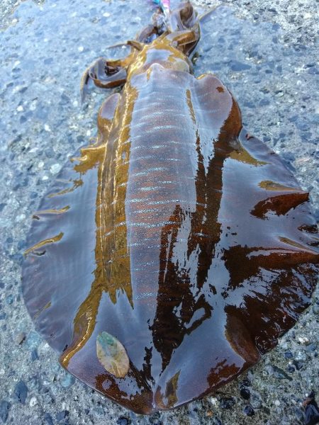 まだいた親イカ