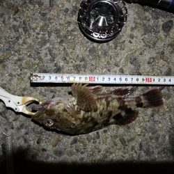 (2020/09/22 南港ヘチ釣り 真チヌ キビレチヌ ガシラ 釣果有り)