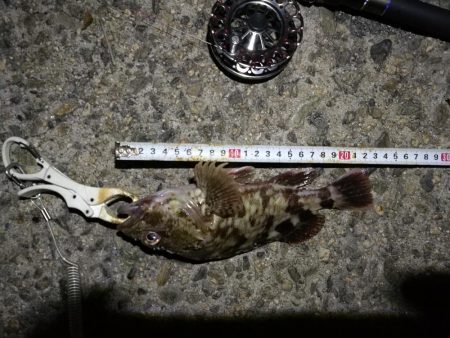 (2020/09/22 南港ヘチ釣り 真チヌ キビレチヌ ガシラ 釣果有り)