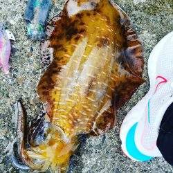 秋アオリでキロアップ