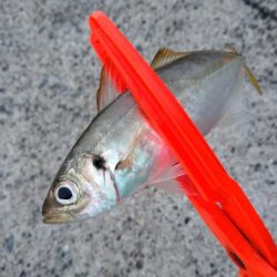 アジはまだまだ