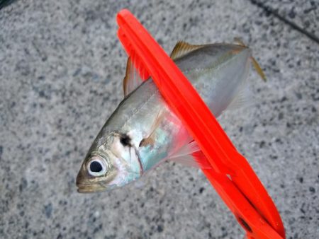 アジはまだまだ