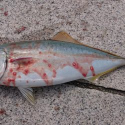 ツバスさんが来てくれました