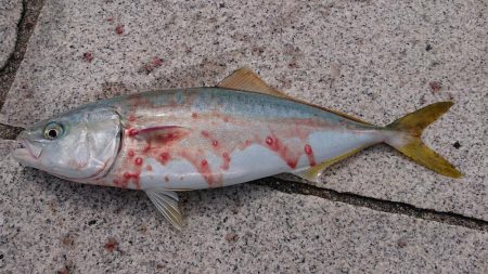 ツバスさんが来てくれました