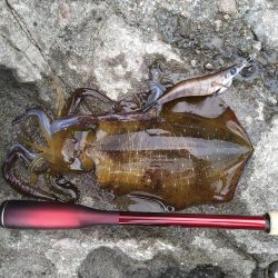 ちょい荒れ後の良型