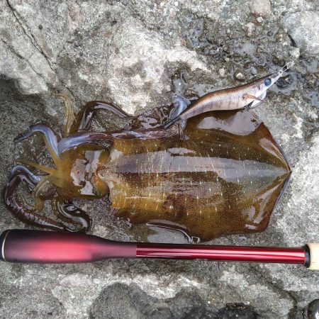 ちょい荒れ後の良型