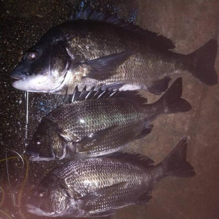 エビ(活)で鯛(黒)を釣る