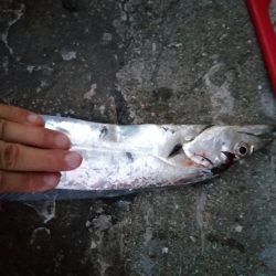 タチウオ狩りスタート