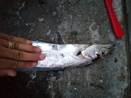 タチウオ狩りスタート