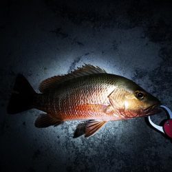 １ヶ月ぶりの釣果