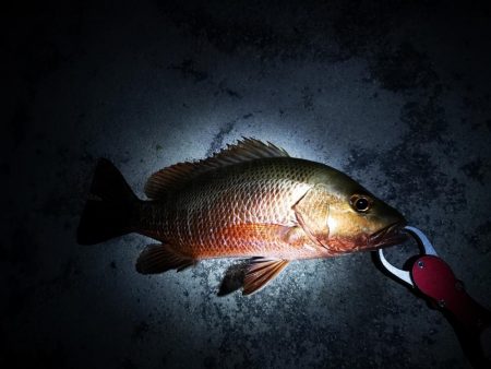 １ヶ月ぶりの釣果