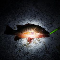 今日もゴマフエダイ