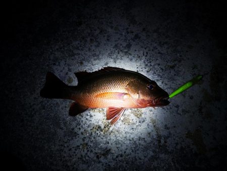 今日もゴマフエダイ