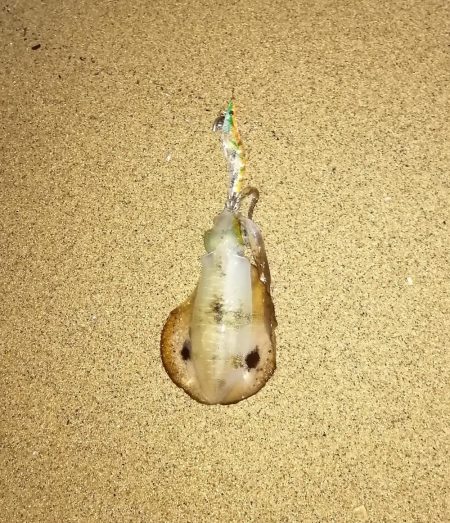 ナイトエギング