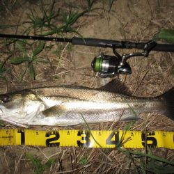 涼しくなったので久々のシーバス