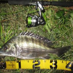 シーバス狙いの外道のチヌ