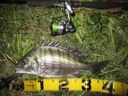 シーバス狙いの外道のチヌ