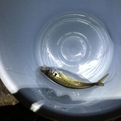 メバルの季節！？