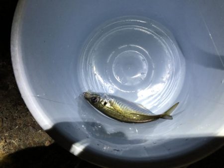 メバルの季節！？